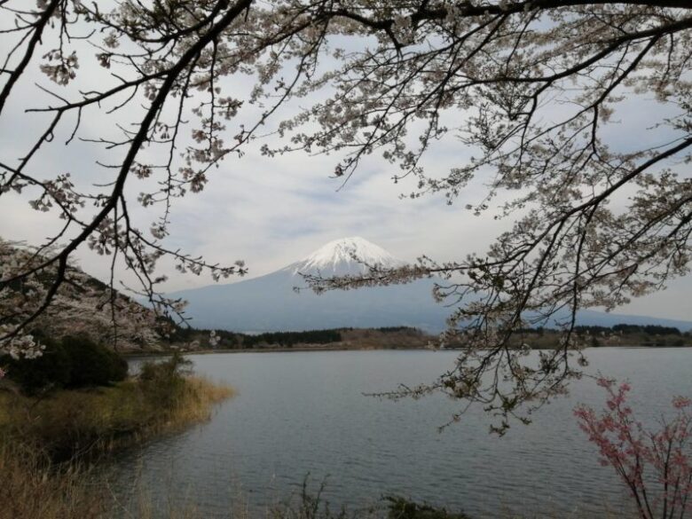 田貫湖と桜