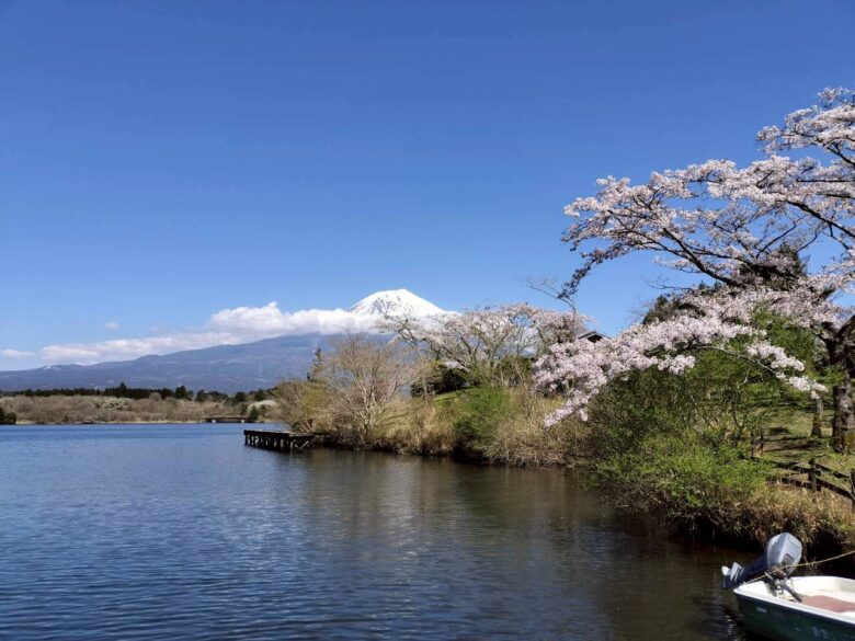 富士山と桜と田貫湖