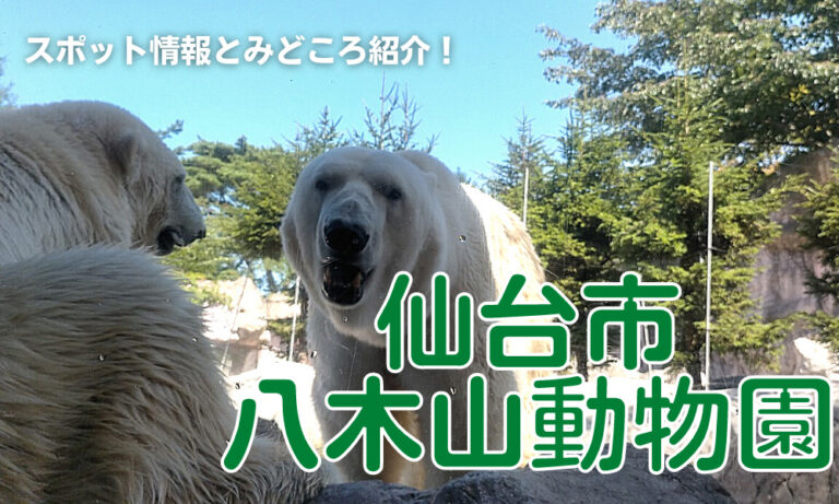 仙台市八木山動物園の見どころ紹介 近すぎるシロクマに大興奮 アイハナの旅ログ