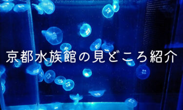 京都水族館の見どころを紹介！【オオサンショウウオや西日本最多のクラゲ展示が楽しめる】