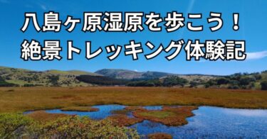 八島ヶ原湿原を歩いてみた！トレッキングコースや所要時間、見どころを実体験レビュー