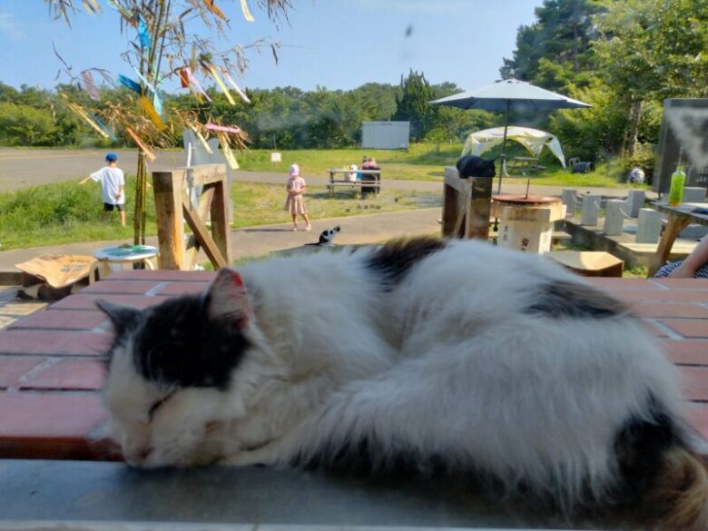 島の駅のねこ