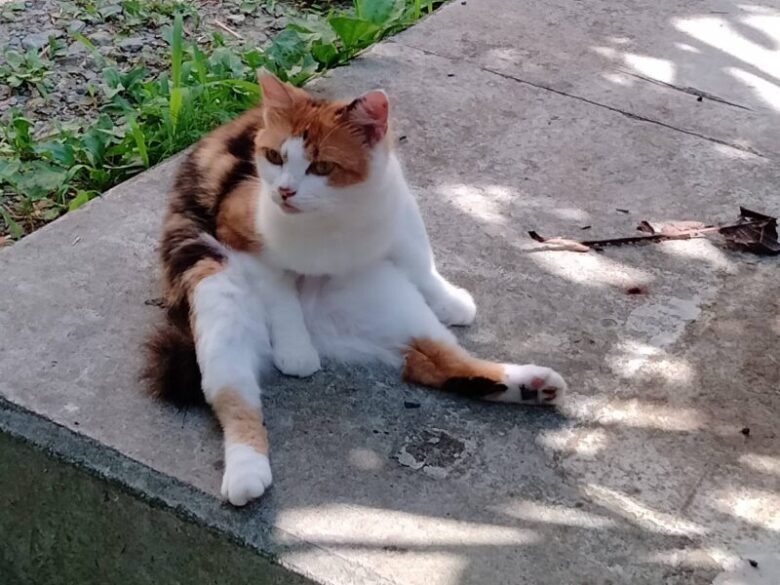 島のえきにいた猫