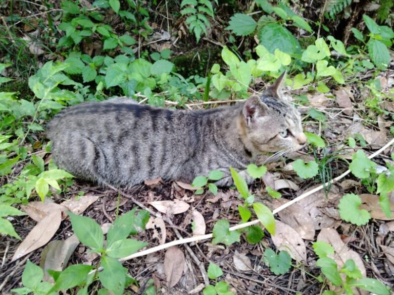 田代島の猫