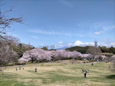 岩本山公園に桜を見に行こう！【富士山が見えるお花見スポット】