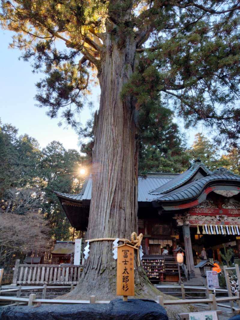 北口本宮富士浅間神社の富士太郎杉