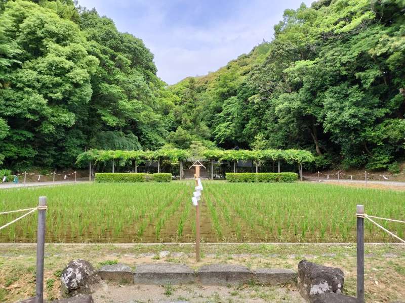 猿田彦神社の御神田
