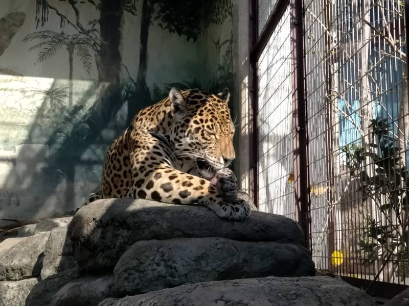 天王寺動物園のジャガー