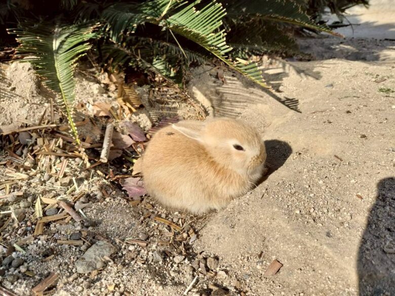 昼に見たうさだんご