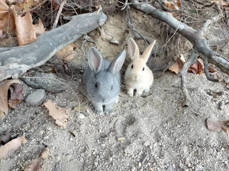 大久野島の子うさぎ