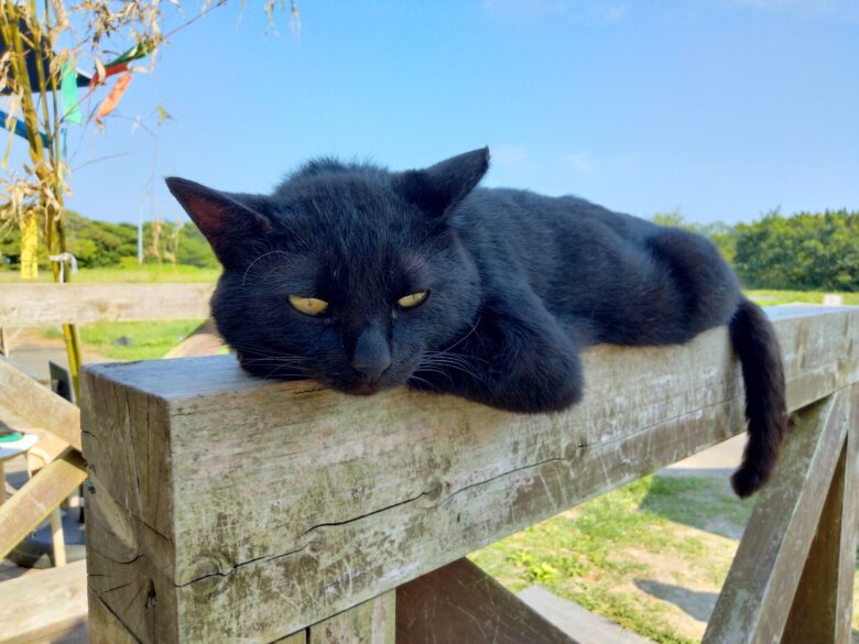 田代島の黒猫