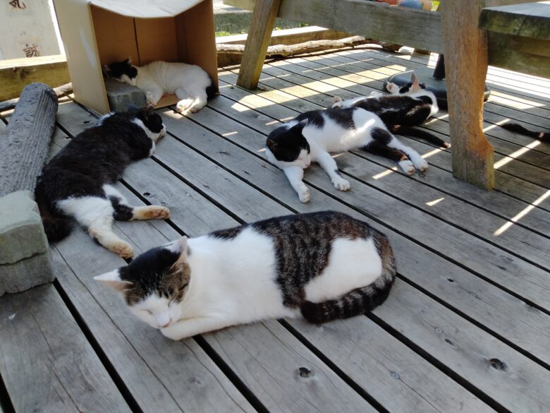 田代島島のえきのねこたち