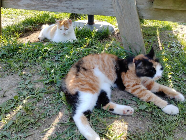 田代島のねこたち