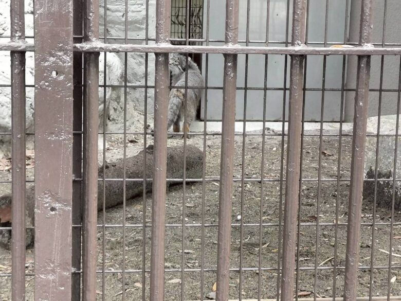 野毛山動物園のマヌルネコ