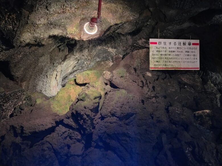 富岳風穴の光ゴケ
