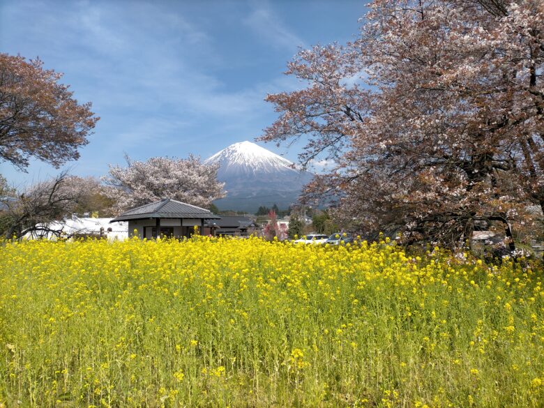狩宿の下馬桜