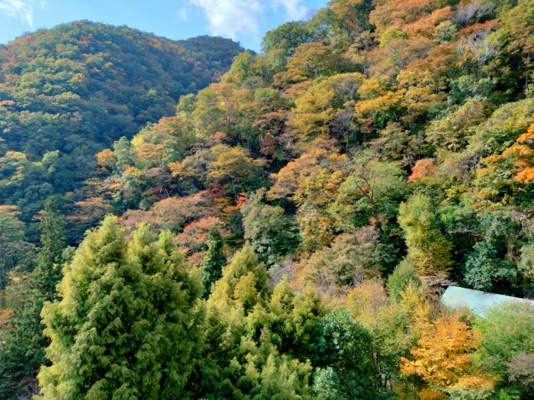 作並一の坊のお部屋からの紅葉景色