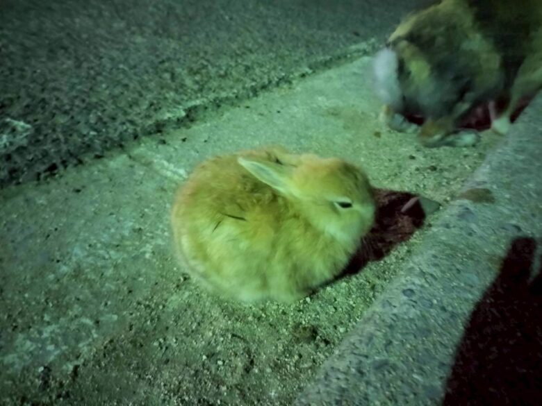 夜の大久野島うさだんご