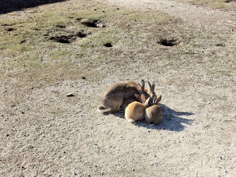 大久野島キャンプ場広場にいたうさぎたち