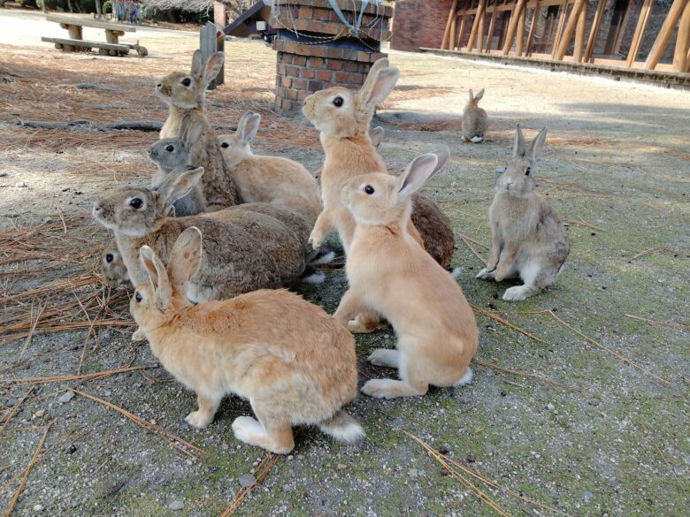 大久野島のうさぎ