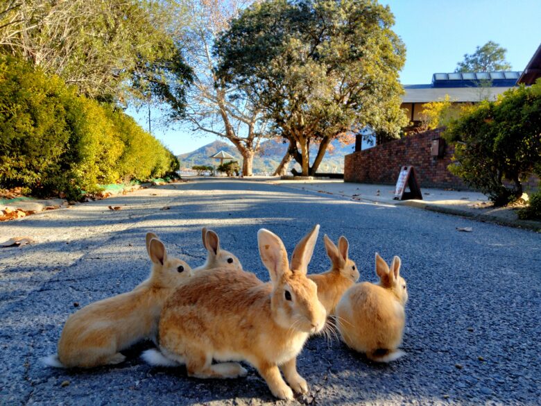 大久野島のうさぎファミリー