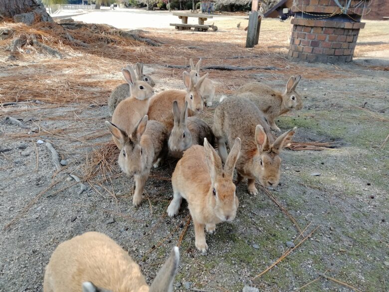 餌に群がる大久野島のうさぎたち
