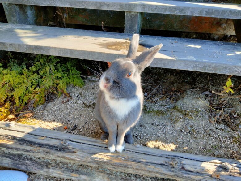 大久野島展望台のそばにいたうさぎ