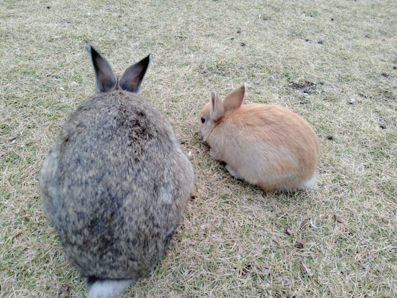 大久野島の親子うさぎ
