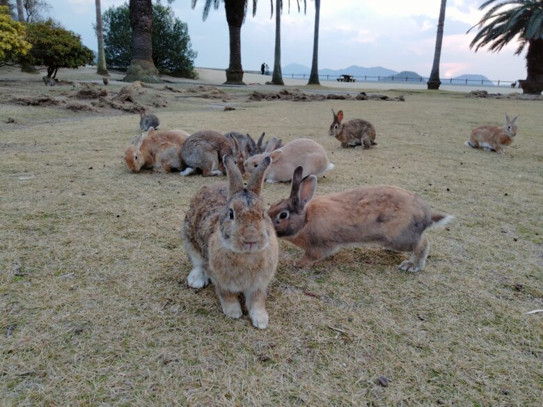 休暇村大久野島前広場のうさぎたち