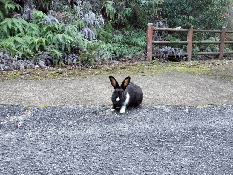 縄張り争いに負けたうさぎ
